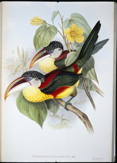 Curl-crested Aracari by John (after) Gould