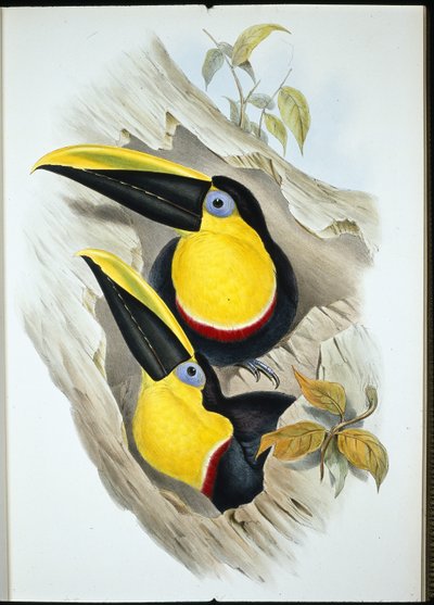 Doubtful Toucan by John (after) Gould