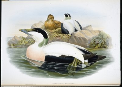 Eider Duck (Somateria Mollissima) by John (after) Gould