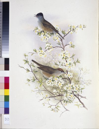 Eurasian Blackcap (Sylvia atricapilla) by John (after) Gould