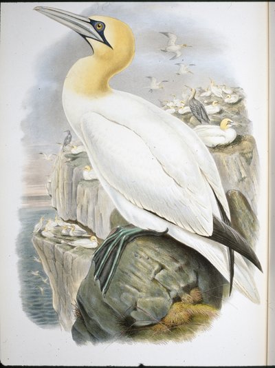 Gannet by John (after) Gould
