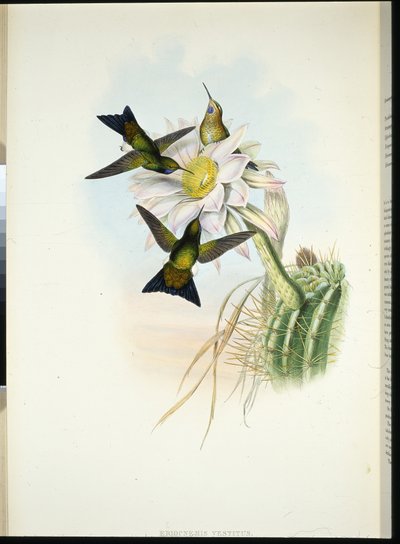 Glowing Puff-leg (Eriocnemis vestitus) by John (after) Gould