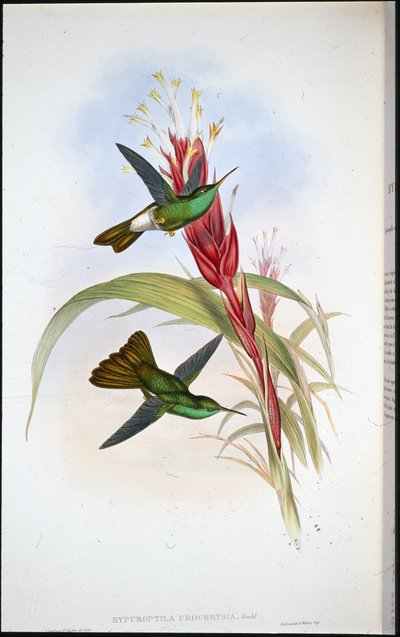 Golden-tailed Plumeleteer (Hypuroptila Urochrysia) by John (after) Gould