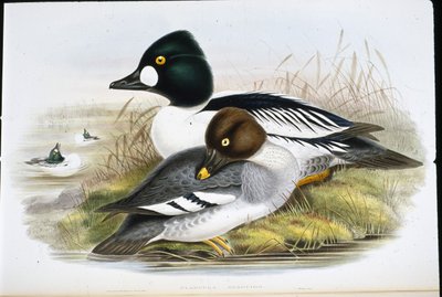 Golden Eye by John (after) Gould