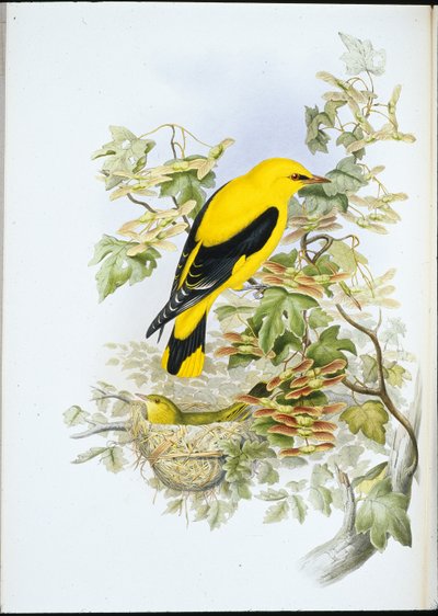 Golden Oriole (Oriolus Galbula) by John (after) Gould