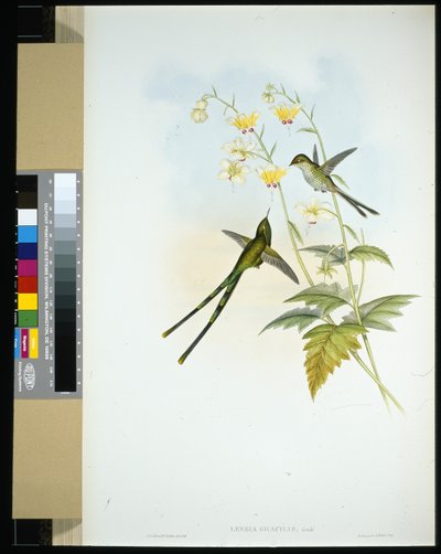 Graceful Train-bearer (Lesbia gracilis) by John (after) Gould