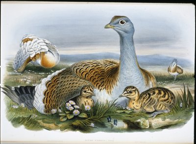 Great Bustard by John (after) Gould