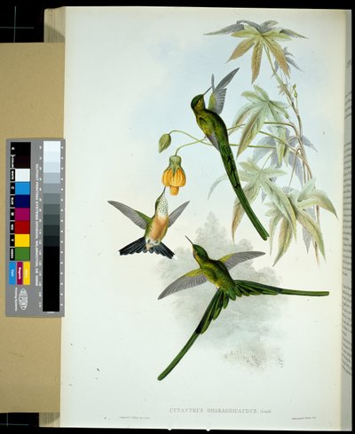 Green-tailed Sylph by John (after) Gould