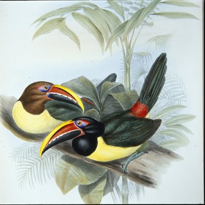 Green Aracari (Pteroglossus Viridis) by John (after) Gould