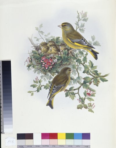 Greenfinch by John (after) Gould