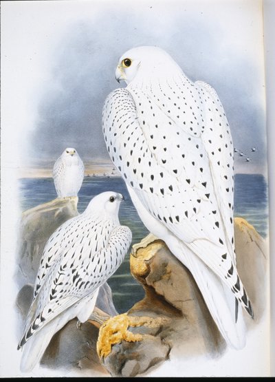 Greenland Falcon by John (after) Gould