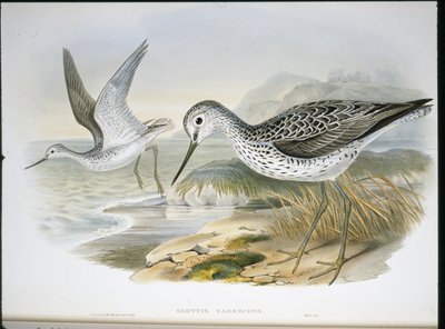 Greenshank by John (after) Gould