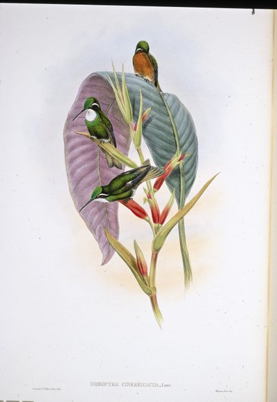 Grey-tailed Hummingbird (Oreopyra Cinereicauda) by John (after) Gould