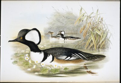 Hooded Merganser by John (after) Gould