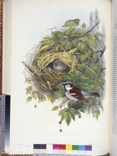 House Sparrow (Passer domesticus) by John (after) Gould