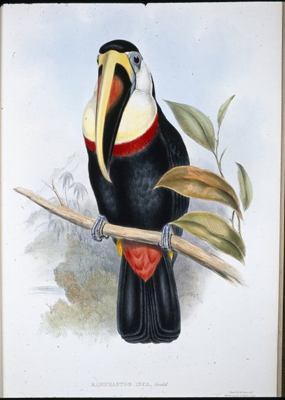 Inca Toucan by John (after) Gould