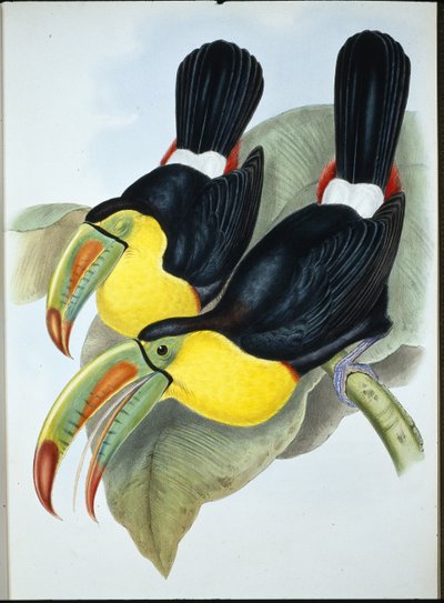 Keel-billed Toucan (Ramphastos Carinatus) by John (after) Gould