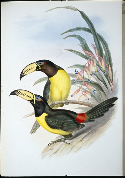 Lettered Aracari by John (after) Gould