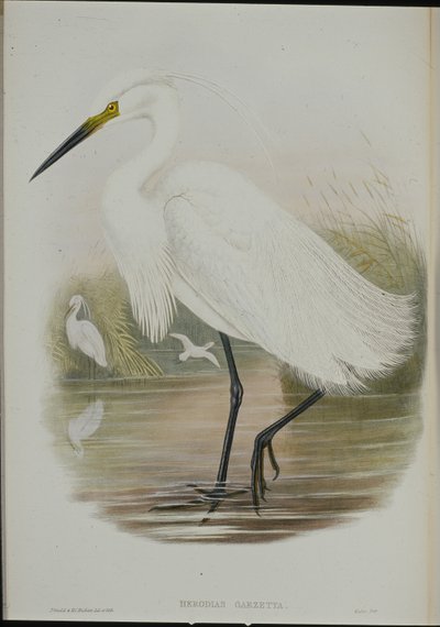 Little Egret by John (after) Gould