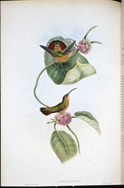 Mazeppa Hermit by John (after) Gould
