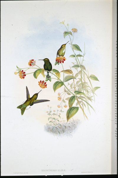Metallic Puff-leg (Eriocnemis Alinae) by John (after) Gould