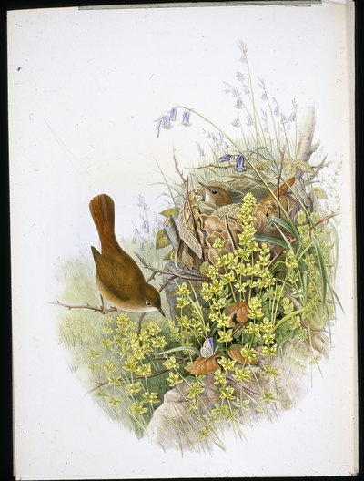 Nightingale by John (after) Gould
