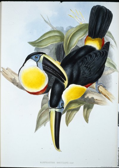 Osculant Toucan by John (after) Gould