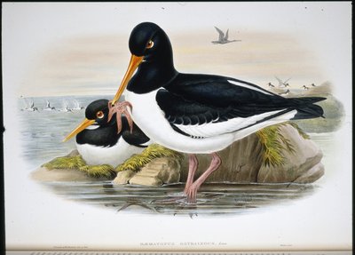 Oyster Catcher by John (after) Gould