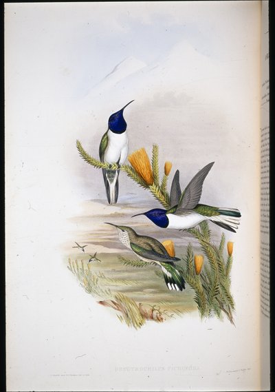 Pichinchian Hill-star by John (after) Gould