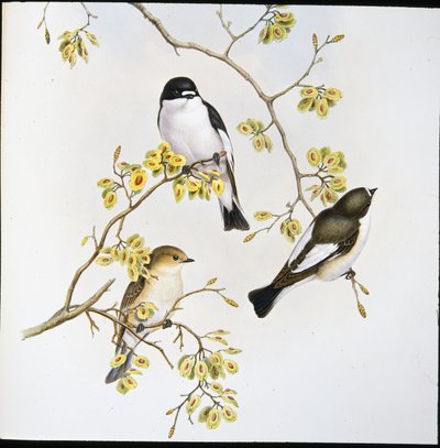 Pied Flycatcher by John (after) Gould