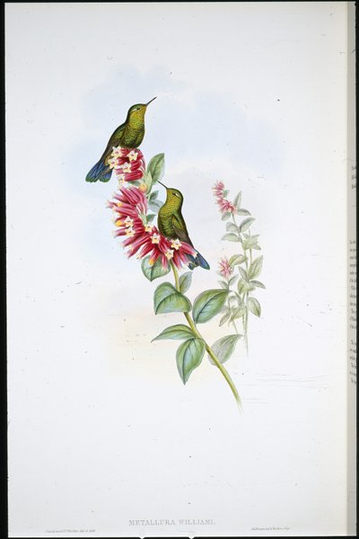 Purple-tail (Metallura williami) by John (after) Gould