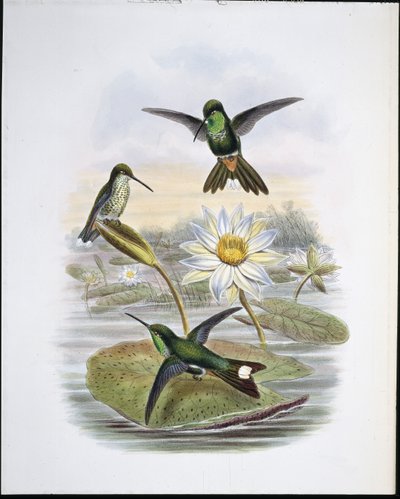 Red Vented White Tip by John (after) Gould