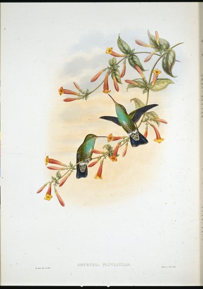 Riverine Emerald by John (after) Gould