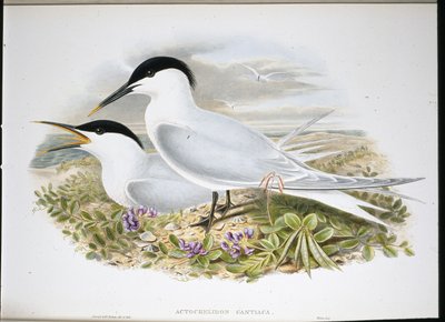 Sandwich Tern by John (after) Gould