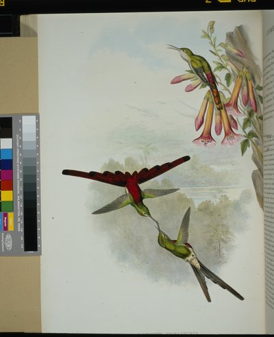Sappho Comet (cometes sparganurus) by John (after) Gould