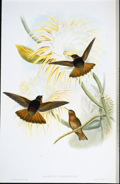 Shining Sunbeam (Agliaeactis Cupripennis) by John (after) Gould