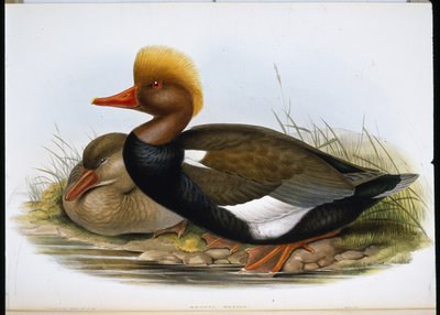 Shoveller by John (after) Gould
