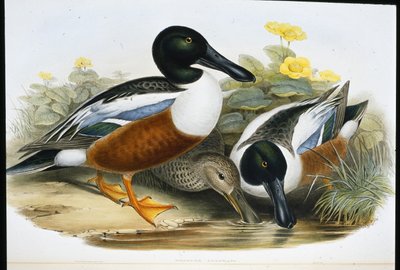 Shoveller Ducks (Spatula Clypeata) by John (after) Gould