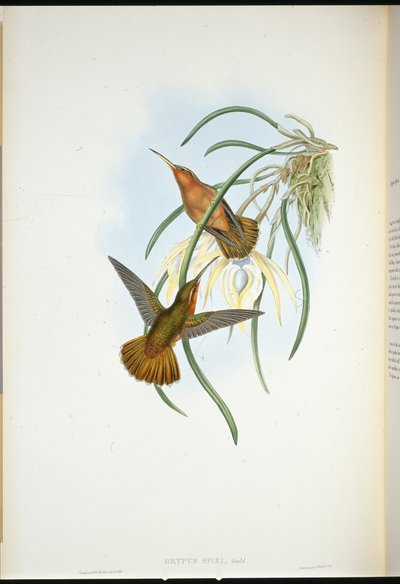 Spix
