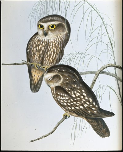 Spotted Owl (Athene Maculata) by John (after) Gould