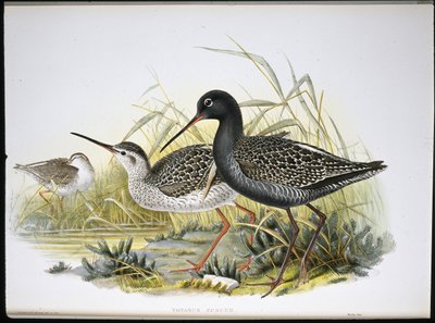 Spotted Redshank (Totanus Fuscus) by John (after) Gould