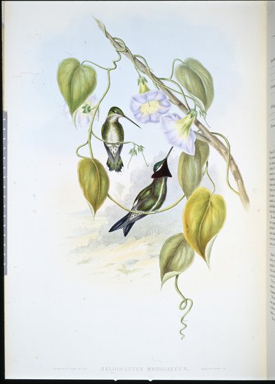 Stripe-breasted Star-throat by John (after) Gould