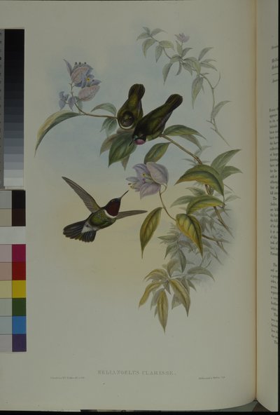 Sun Angel (Heliangelus Clarisse) by John (after) Gould