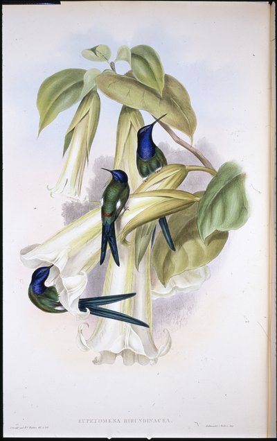Swallow-tail by John (after) Gould