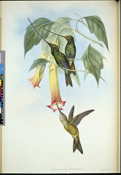 Sword-bill (Docimastes ensiferus) by John (after) Gould
