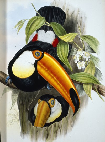 Toco Toucan by John (after) Gould