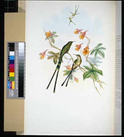 Train-bearer by John (after) Gould