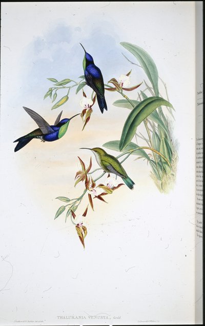 Veraguan Panoplites (Thalurania venusta) by John (after) Gould