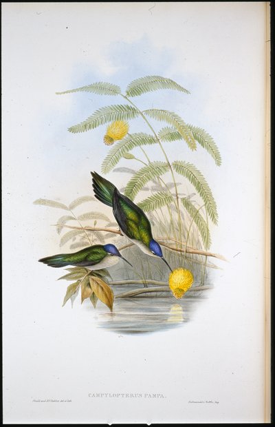 Wedge-tailed Sabre-wing (Campylopterus Pampa) by John (after) Gould