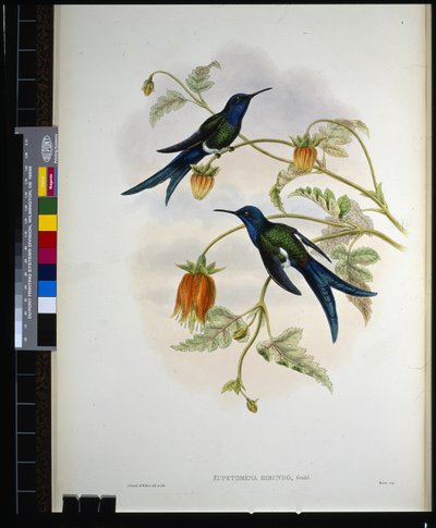 Western Swallow-tail by John (after) Gould